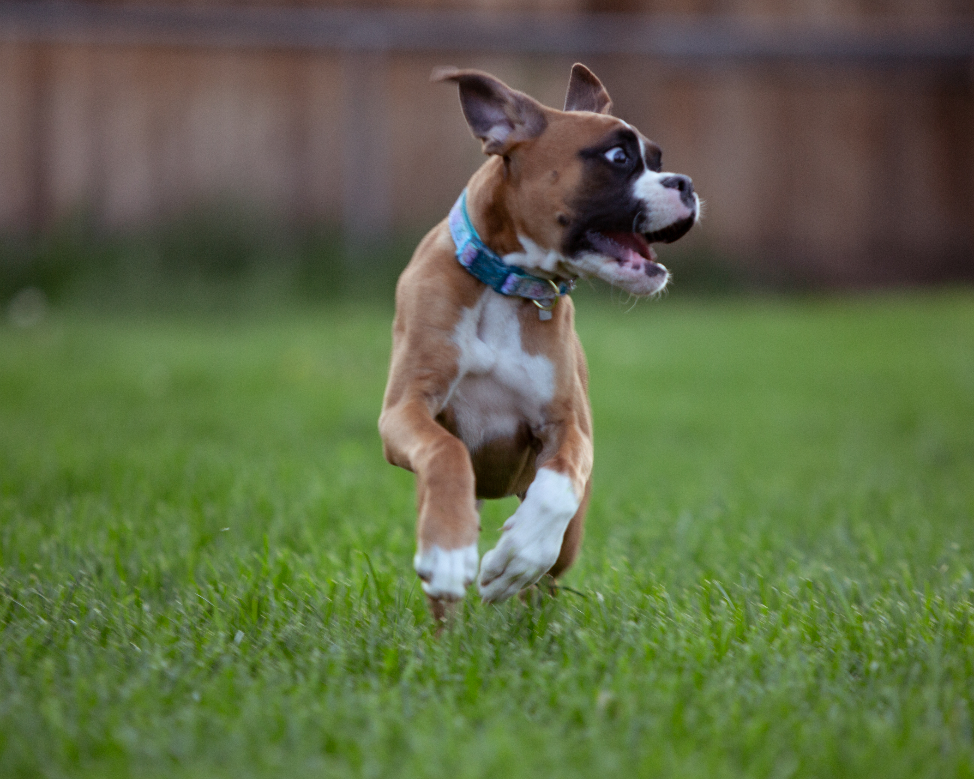 Pet portraits Denver area photographer