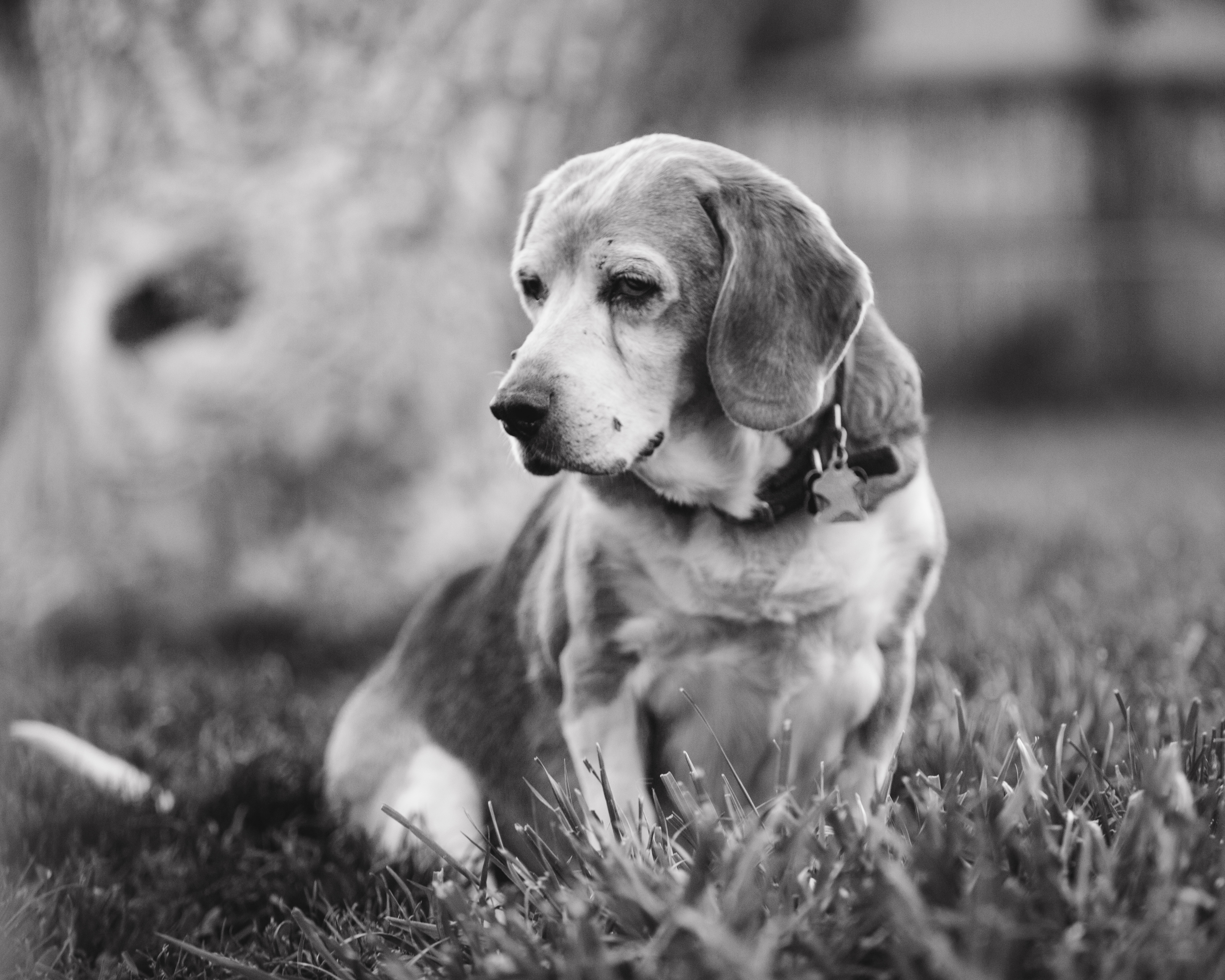 Pet photography session in Colorado